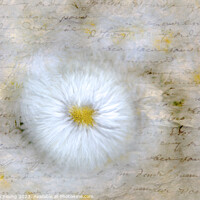 Buy canvas prints of Daisy Love Letter by Stephen Young