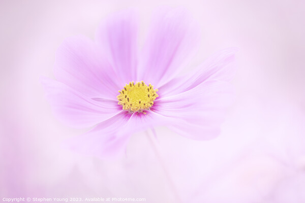 Pink Cosmos Flower Picture Board by Stephen Young