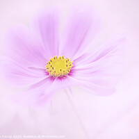 Buy canvas prints of Pink Cosmos Flower by Stephen Young