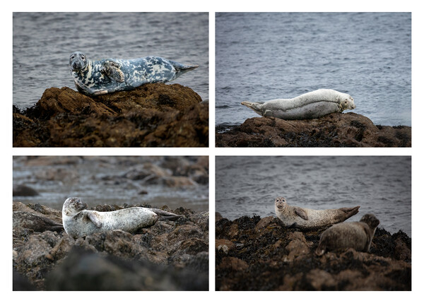 Enchanting Seals of the Scottish North Coast Picture Board by Stephen Young