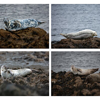 Buy canvas prints of Enchanting Seals of the Scottish North Coast by Stephen Young
