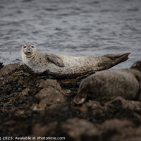 Buy canvas prints of Common Seal - Harbour Seal by Stephen Young