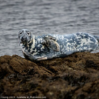 Buy canvas prints of Common Seal by Stephen Young