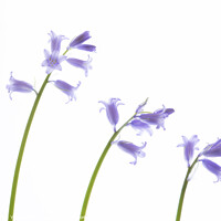 Buy canvas prints of March Bluebells by Stephen Young