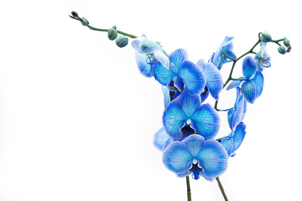 Electric Blue Orchid Picture Board by Stephen Young