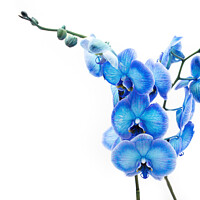 Buy canvas prints of Electric Blue Orchid by Stephen Young