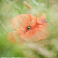 Buy canvas prints of Poppy in Cornfield by Stephen Young
