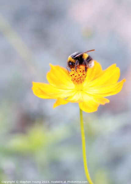 Bee on Flower Picture Board by Stephen Young