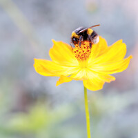 Buy canvas prints of Bee on Flower by Stephen Young