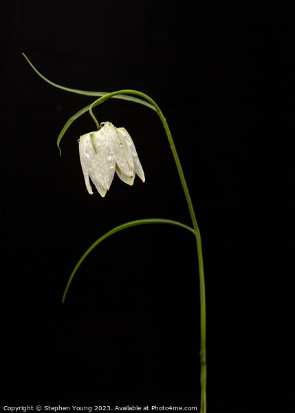 Nature's Drama: Fritillaria on Black Picture Board by Stephen Young