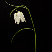 Buy canvas prints of Nature's Drama: Fritillaria on Black by Stephen Young