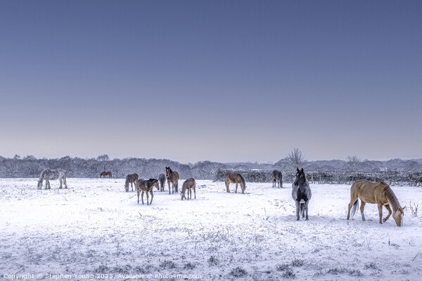 Winter's Grace: Horses Grazing in the Snow Picture Board by Stephen Young