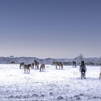 Buy canvas prints of Winter's Grace: Horses Grazing in the Snow by Stephen Young