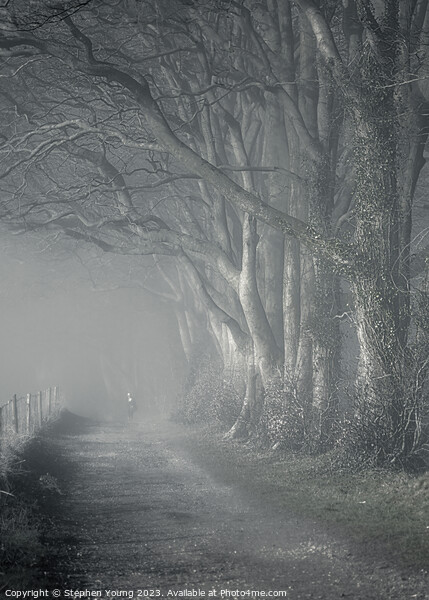 Misty Morning Reverie: Watership Down Country Lane Picture Board by Stephen Young