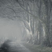Buy canvas prints of Misty Morning Reverie: Watership Down Country Lane by Stephen Young