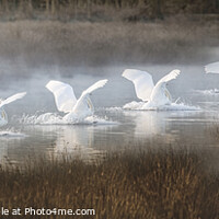 Buy canvas prints of Winter's Grace: Six Swans Landing by Stephen Young