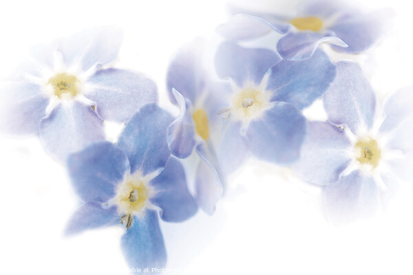 Watercolor Dreams: Forget-Me-Not Flowers Picture Board by Stephen Young