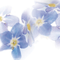 Buy canvas prints of Watercolor Dreams: Forget-Me-Not Flowers by Stephen Young