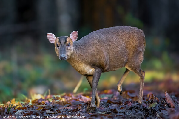 Autumn Serenity: Muntjac in Leaves Picture Board by Stephen Young