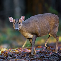 Buy canvas prints of Autumn Serenity: Muntjac in Leaves by Stephen Young