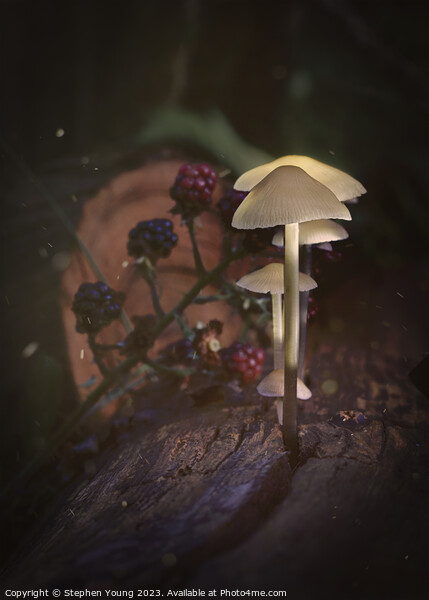 Ethereal Mushrooms: Magic in an Old English Woodland Picture Board by Stephen Young