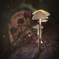 Buy canvas prints of Ethereal Mushrooms: Magic in an Old English Woodland by Stephen Young