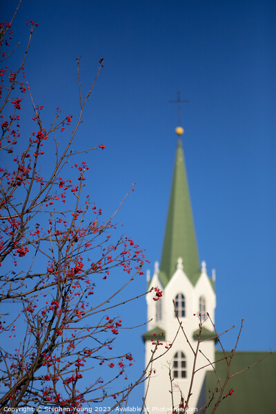 Winter Tranquility: Reykjavik's Blurred Church and Red Berries Picture Board by Stephen Young