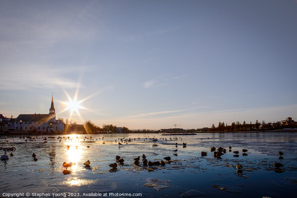 Winter Serenity: Ducks on Reykjavik's City Pond Picture Board by Stephen Young
