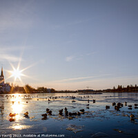 Buy canvas prints of Winter Serenity: Ducks on Reykjavik's City Pond by Stephen Young