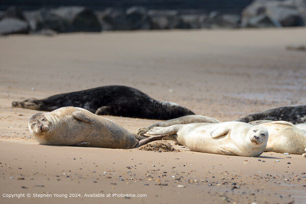 Horsey Gap Seal Pups Role in the Sand Picture Board by Stephen Young