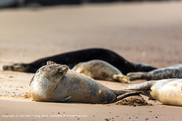 Horsey Gap Seal Pup Itch Picture Board by Stephen Young