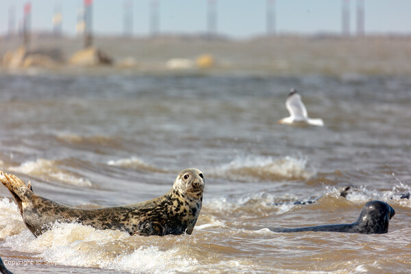 Seal at Horsey Gap Picture Board by Stephen Young