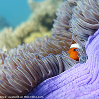 Buy canvas prints of Clownfish hidding by Audrey Noirot