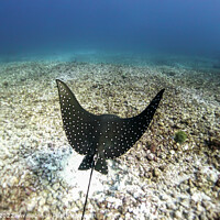 Buy canvas prints of Eagle ray lift-off by Audrey Noirot