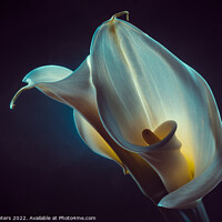 Buy canvas prints of calla by Frank Peters