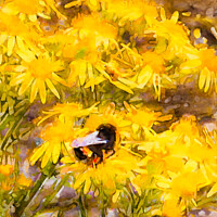 Buy canvas prints of Bee on yellow flowers by Anthony Moore