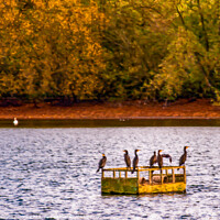 Buy canvas prints of Cormorants   by Anthony Moore