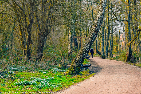 A walk In Daventry Country Park Picture Board by Anthony Moore