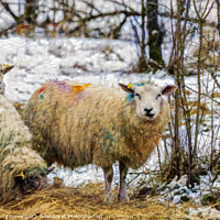 Buy canvas prints of Rainbow Sheep by Anthony Moore