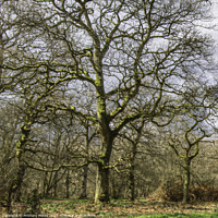 Buy canvas prints of Everdon Stubbs 3 by Anthony Moore