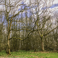 Buy canvas prints of Everdon Stubbs 4,Northamptonshire. by Anthony Moore