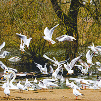 Buy canvas prints of Feeding Time at Daventry Country Park by Anthony Moore