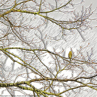 Buy canvas prints of Finch on a Branch. by Anthony Moore