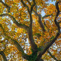 Buy canvas prints of Wavy Tree by Anthony Moore
