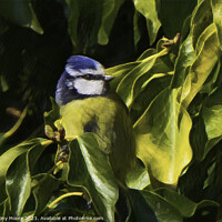 Buy canvas prints of Bird In The Bush by Anthony Moore