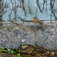 Buy canvas prints of Robin by Anthony Moore