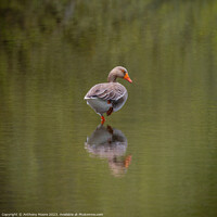 Buy canvas prints of Goose Reflection at Daventry Country Park. by Anthony Moore