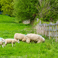 Buy canvas prints of Lambs. by Anthony Moore