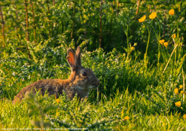 Majestic Cottontail on Lush Field Picture Board by Anthony Moore