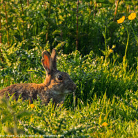 Buy canvas prints of Majestic Cottontail on Lush Field by Anthony Moore